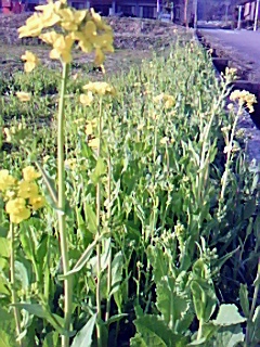 鯖江菜花が黄色く咲き始める
