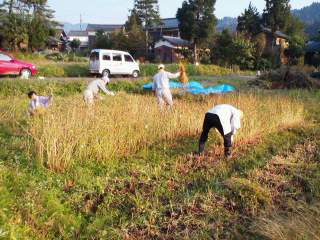 NPOの蕎麦刈り作業