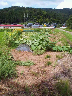 ときわ荘プロジェクトの夏野菜畑、成育盛ん
