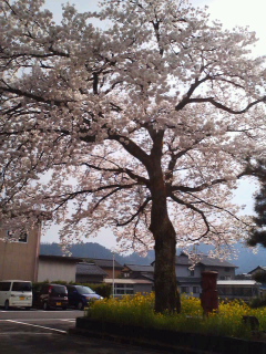 河和田コミセンの桜も見ごろ