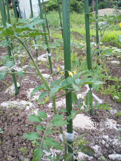 花を付けた畑のトマト