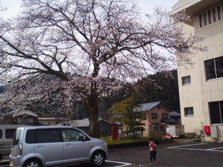河和田コミセンの桜もうすぐ満開