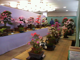 花いっぱいの河和田「さつき盆栽展」は、コミセンで