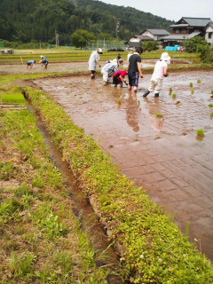 近くでは餅米の苗の田植え、河和田賑やかです